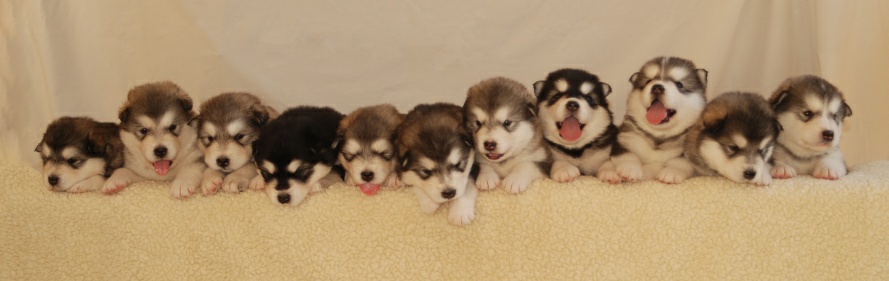 Oprah`s future puppies